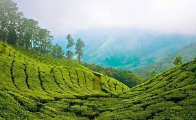 Picture of Munnar